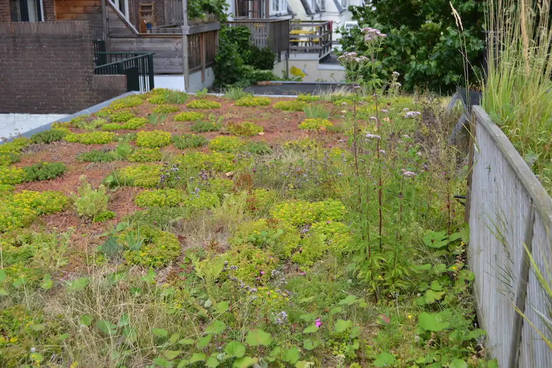 Sedumdak kosten wat kost een sedumdak per m2? Solar Sedum
